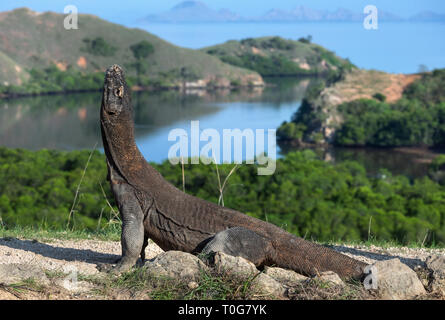 Komodo Drache. Der Drache hob den Kopf. Wissenschaftlicher Name: Varanus Komodoensis. Indonesien. Insel Rinca. Stockfoto