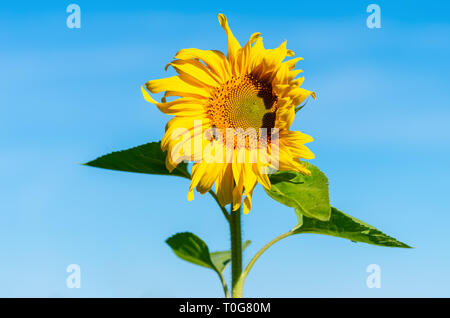 Blühende Sonnenblumen gegen einen blauen Sommerhimmel. Minimalismus. Close-up Stockfoto