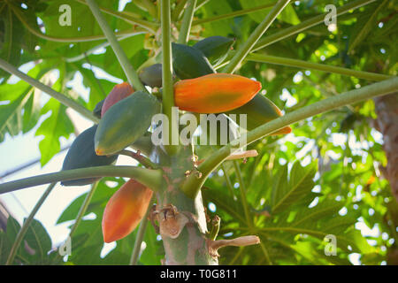 Mango Obst auf einem Mangobaum Stockfoto