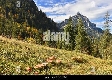 Schönen Herbst Landschaft. Bunte Wald, Rocky Mountain und rote Pilze unter blauem Himmel (Ammergauer Alpen (Bayern, Deutschland). Stockfoto