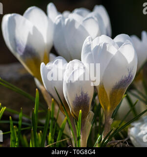 Eine Makroaufnahme einer Gruppe von Weißen crocus Blüten. Stockfoto