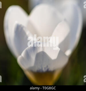 Eine Makroaufnahme eines Crocus ard schenk Blüte leuchtend in der Sonne. Stockfoto