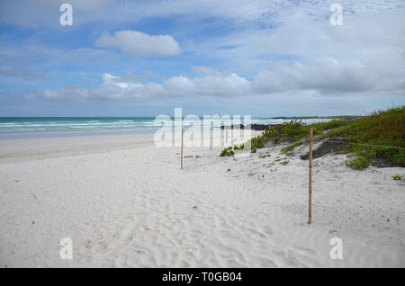 Galapagos Beach Tortuga Bay Isla Santa Cruz Stockfoto