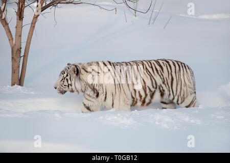 Wild white Bengal Tiger auf einem morgendlichen Spaziergang. Panthera tigris Tigris. Tiere in der Wildnis. Stockfoto