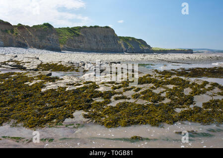 Die freiliegenden Simsen und Gesteinsschichten entlang der Küste auf den Bristol Channel Küste bei Kilve in Somerset UK bei Ebbe Stockfoto