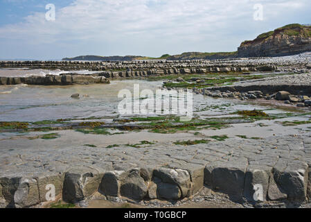 Die freiliegenden Simsen und Gesteinsschichten entlang der Küste auf den Bristol Channel Küste bei Kilve in Somerset UK bei Ebbe Stockfoto