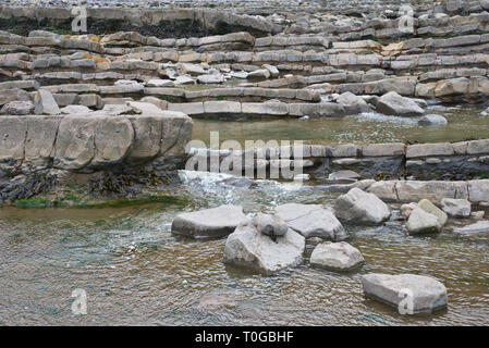 Die freiliegenden Simsen und Gesteinsschichten entlang der Küste auf den Bristol Channel Küste bei Kilve in Somerset UK bei Ebbe Stockfoto