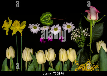 Schwarzer Hintergrund mit einer Gruppe von Frühlingsblumen, Rosebud, Narzissen, Gypsophila, Mimosa Zweige, kleine Astern und Cyclamen Stockfoto