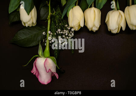 An der Spitze der weißen Tulpen, einem einzigen Rosebud, kleinen Blumenstrauß der Gypsophila mit Nadelholz Zweig auf schwarzem Hintergrund Stockfoto