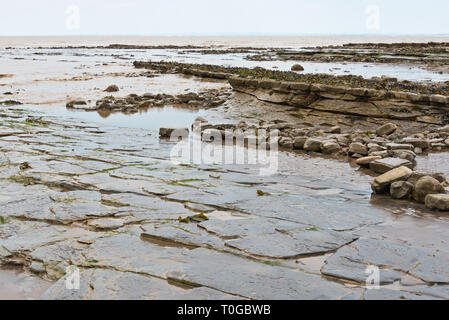 Die freiliegenden Simsen und Gesteinsschichten entlang der Küste auf den Bristol Channel Küste bei Kilve in Somerset UK bei Ebbe Stockfoto