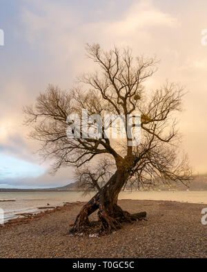 Alte isoliert Willow am Bodensee (Bodensee Bregenz, Österreich) nach einem schweren Sturm in der frühen Federseite Stockfoto