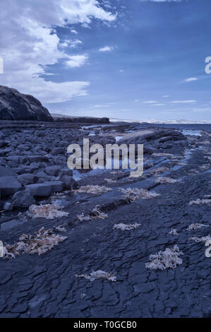 Infrarot Bild des freigelegten Gesteinsschichten entlang der Küste auf den Bristol Channel Küste bei Kilve in Somerset UK bei Ebbe Stockfoto