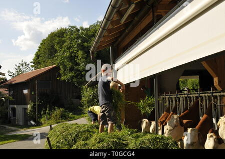 Junge füttert die Kühe im Stall mit frischem Gras von einem Anhänger Stockfoto