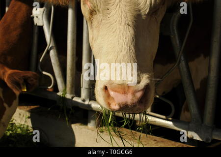 Kuh in einer stabilen frisst Gras Stockfoto