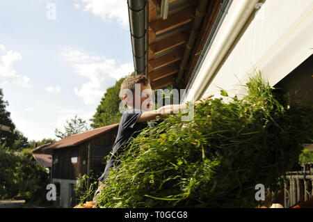 Junge füttert die Kühe im Stall mit frischem Gras von einem Anhänger Stockfoto