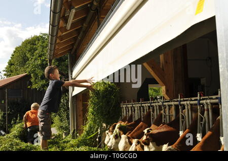 Junge füttert die Kühe im Stall mit frischem Gras von einem Anhänger Stockfoto