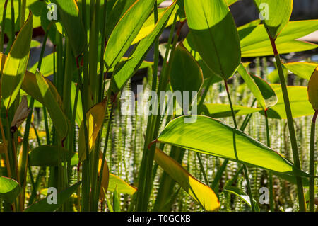 Großblättrige grünen Teich Pflanze im Vordergrund, gemeinsame Stuten - Schwanz, Hippuris vulgaris, im Hintergrund Stockfoto