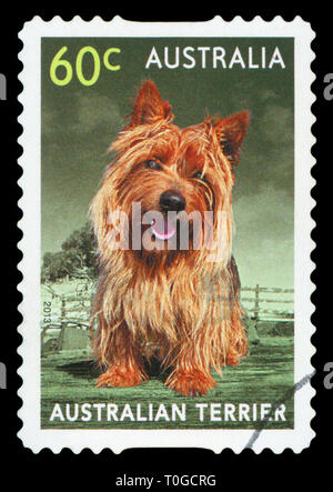 Australien - ca. 2013: einen Stempel in Australien gedruckten zeigt die Australian Terrier, ca. 2013. Stockfoto