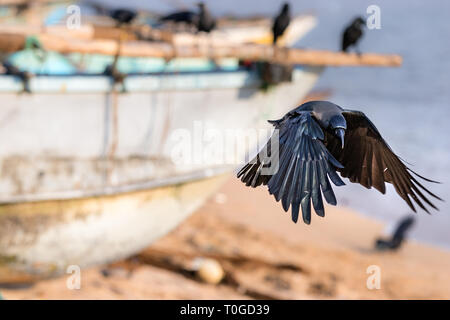 Ein schwarzer Rabe vogel Landung in der Strand in Galle, Sri Lanka. Stockfoto
