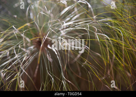 Nahaufnahme Cyperus papyrus grüne Pflanze als Hintergrund abstrakt. Stockfoto