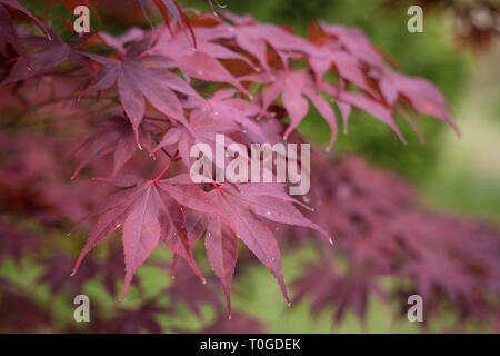Acer palmatum 'Bloodgood' ist eine der besten Lila - Blätterte japanischen Ahorn Sorten. Dieses war in Wakehurst wilden Botanischen Garten fotografiert. Stockfoto