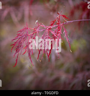 Japanischer Ahorn, Acer palmatum dissectum 'Granat' Laubbaum in Wakehurst wilden Botanischen Garten in England fotografiert. Stockfoto