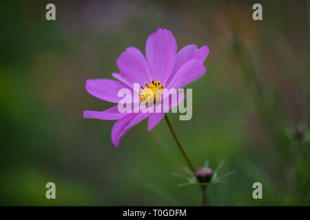 Cosmos Blume, schmuckkörbchen oder mexikanischen Aster, in Wakehurst wilden Botanischen Gärten, Vereinigtes Königreich Stockfoto