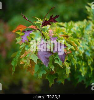 Stift Eiche "Quercus palustris' in seiner Herbst Laub in Wakehurst wilden Botanischen Garten in England fotografiert. Stockfoto
