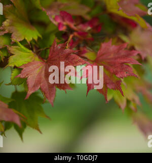 Acer shirasawanum oder fullmoon Japanischer Ahorn Baum in den Farben des Herbstes, in Wakehurst wilden Botanischen Gärten in England fotografiert. Stockfoto