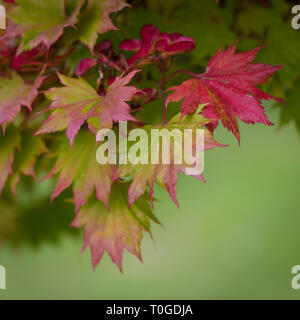 Acer shirasawanum oder fullmoon Japanischer Ahorn Baum in den Farben des Herbstes, in Wakehurst wilden Botanischen Gärten in England fotografiert. Stockfoto