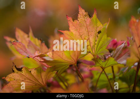 Acer shirasawanum oder fullmoon Japanischer Ahorn Baum in den Farben des Herbstes, in Wakehurst wilden Botanischen Gärten in England fotografiert. Stockfoto