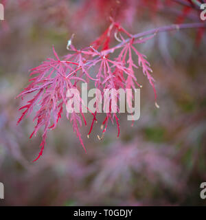Japanischer Ahorn, Acer palmatum dissectum 'Granat' Laubbaum in Wakehurst wilden Botanischen Garten in England fotografiert. Stockfoto