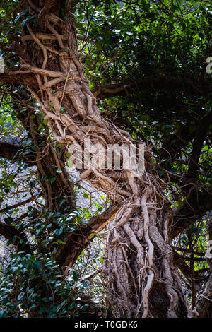 Altes Fett Efeu wächst über einen alten, großen Baum im Nationalpark Rosandra in Italien, Europa Stockfoto