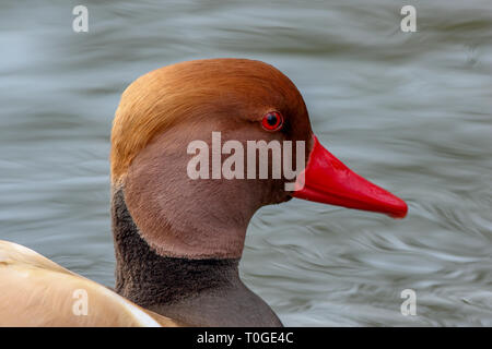 Red Crested Pochard Netta rufina) Stockfoto