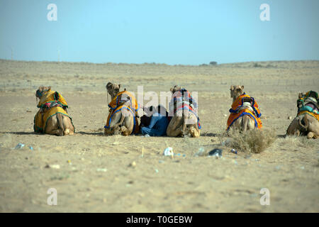 Indische Männer sitzen zwischen ihre Kamele zum Schutz vor der heißen Sonne. Sam Sanddünen, Rajasthan, Indien. Stockfoto