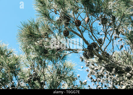 Fichte oder tanne Zweige mit Zapfen im Wald gegen den blauen Himmel. Stockfoto