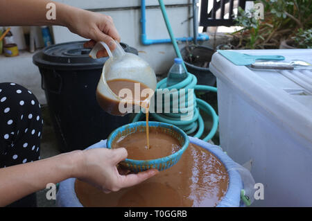 Drücken tamarind Wasser Zutaten für den Prozess der Herstellung indigo Dye, Thai natur Farbstoff Stockfoto