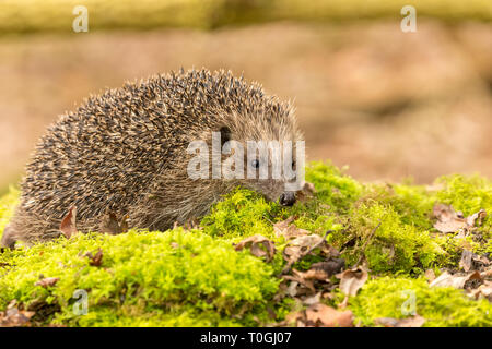 Igel (Erinaceus Europaeus) Wilde, Eingeborener, Europäische Igel im natürlichen Lebensraum Wald mit grünem Moos und verschwommenen Hintergrund. Landschaft Stockfoto