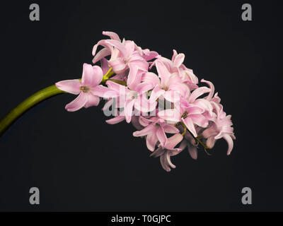 Rosa Hyazinthe closup, schöne Frühling Blumen. Auf Anthrazit. Stockfoto