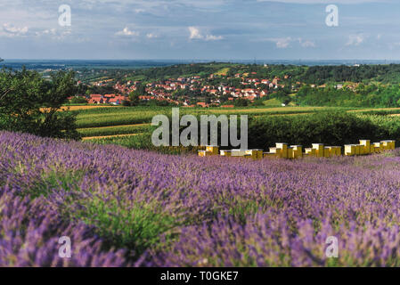 Bienenhaus auf blühende Lavendel Feld Stockfoto