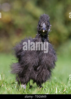 Schwarze Seide Huhn zu Fuß in einem grünen Garten im Sommer Stockfoto