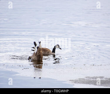 Zwei Kanadagänse Fütterung um Blätter des Eises auf der See angenehm, NY im späten Winter plantschen und Tauchen bis zu unterwasser Pflanzen. Stockfoto