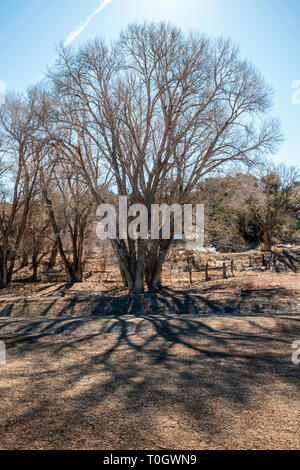 Hintergrundbeleuchtung Fremont cottonwood Bäumen gegen den klaren, blauen Himmel; Vandaveer Ranch; Salida, Colorado, USA Stockfoto