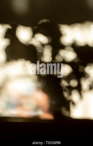 Morgen Sonnenlicht Projekte Schatten der Blumenstrauß auf Wand Stockfoto