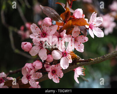 Nahaufnahme von rosa Kirschblüte auf einem Ast im Frühjahr Stockfoto