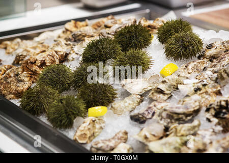 Frische Seeigel und Austern zum Verkauf zu einem Seafood Market in Boston, Massachusetts, USA. Stockfoto