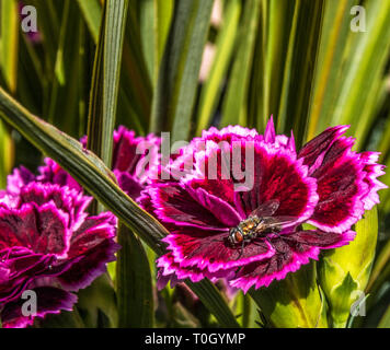 Dianthus mit Fly Stockfoto
