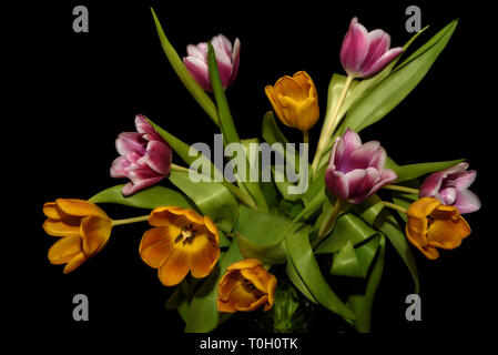 Schönen Blumenstrauß mit erstaunlichen orange und lila Tulpen close-up auf schwarzem Hintergrund Stockfoto