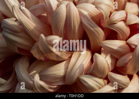 Nahaufnahme der mehrfarbigen texturierte Blüten Dahlie Blume Stockfoto