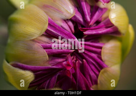 Nahaufnahme der mehrfarbigen texturierte Blüten Dahlie Blume Stockfoto